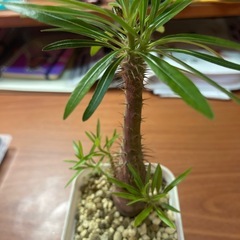 グラキリス　植物の画像