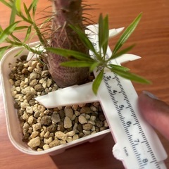 グラキリス　植物の画像