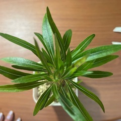 グラキリス　植物の画像