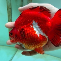 琉金ショートテール　14cm位の画像