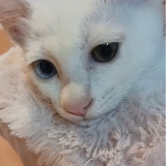 🐱オッドアイの真っ白な女の子2ヶ月🐱