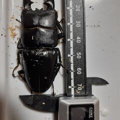 ツシマヒラタペア新成虫　自宅ブリードCペアの画像