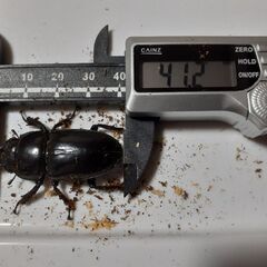 ツシマヒラタペア新成虫　自宅ブリードCペアの画像