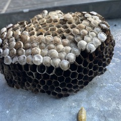 蜂の巣の画像