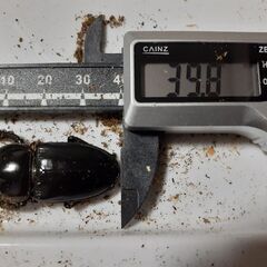 ツシマヒラタペア新成虫　自宅ブリードDペアの画像