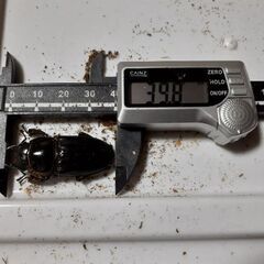 ツシマヒラタペア新成虫　自宅ブリードDペアの画像