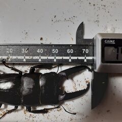 ツシマヒラタペア新成虫　自宅ブリードDペアの画像