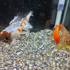 【商談中】金魚７匹の画像