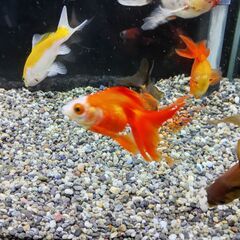 【商談中】金魚７匹の画像
