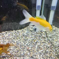 【商談中】金魚７匹の画像