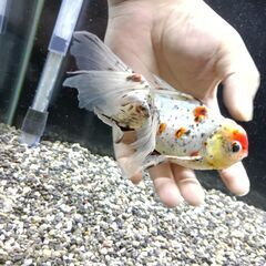 【商談中】金魚７匹の画像