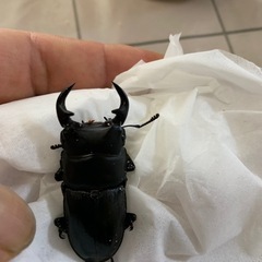
オオクワガタ♂2頭の画像