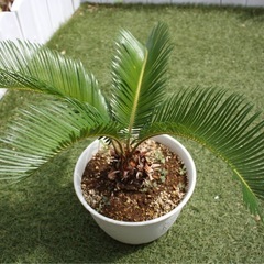 ソテツ　鉢付き　観葉植物②の画像