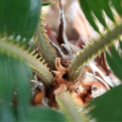 ソテツ　鉢付き　観葉植物②の画像