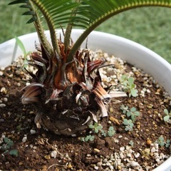 ソテツ　鉢付き　観葉植物②の画像