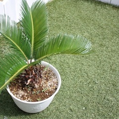 ソテツ　鉢付き　観葉植物②の画像