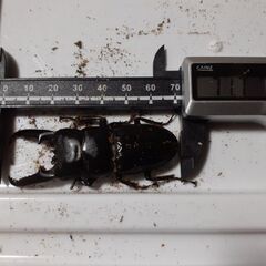 ツシマヒラタペア新成虫　自宅ブリードEペアの画像