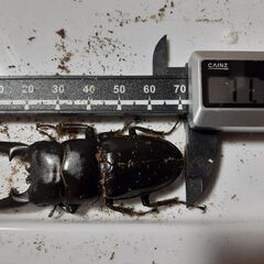 ツシマヒラタペア新成虫　自宅ブリードEペアの画像
