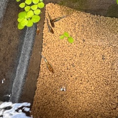 朱光菊　メダカ　有精卵　20個+α ②の画像