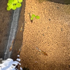 朱光菊　メダカ　有精卵　20個+α ②の画像