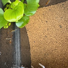 朱光菊　メダカ　有精卵　20個+α ②の画像