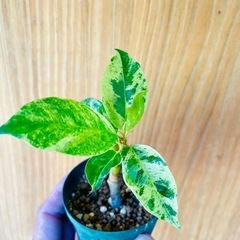 レア植物！作り物のようなモザイクっぽい葉模様⁉︎希少種フィカスジン！可愛いミニ観葉植物の画像