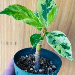 レア植物！作り物のようなモザイクっぽい葉模様⁉︎希少種フィカスジン！可愛いミニ観葉植物の画像