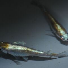 朱光菊ブルータイプ　めだか　稚魚10匹の画像