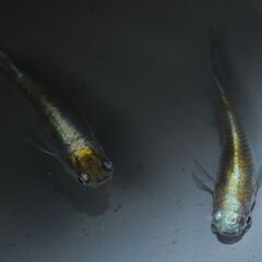 朱光菊ブルータイプ　めだか　稚魚10匹の画像