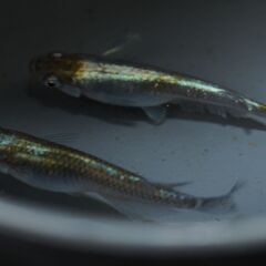 朱光菊ブルータイプ　めだか　稚魚10匹の画像
