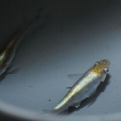 朱光菊ブルータイプ　めだか　稚魚10匹の画像
