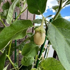白茄子〜鉢植え〜の画像
