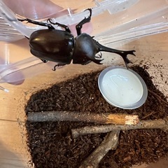カブトムシ　オス　体長4.5cmの画像