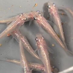 レア　スーパー魔王改ラメ　ピンク　めだか　稚魚10匹の画像