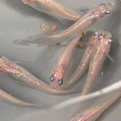 レア　スーパー魔王改ラメ　ピンク　めだか　稚魚10匹の画像