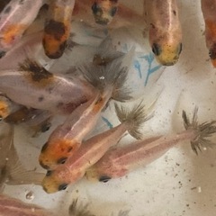 金魚東錦当歳魚譲渡20250727の画像