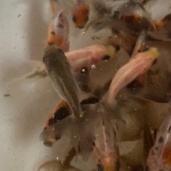金魚東錦当歳魚譲渡20250727の画像