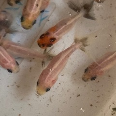 金魚東錦当歳魚譲渡20250727の画像