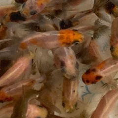 金魚東錦当歳魚譲渡20250727の画像