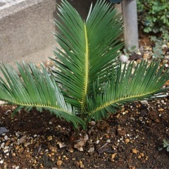 ソテツ（観葉植物）　鉢付き①の画像