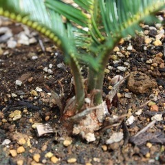 ソテツ（観葉植物）　鉢付き①の画像