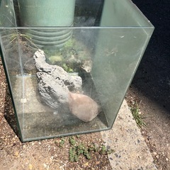 ガラス水槽‼️石二つ付き❣️無料❣️の画像