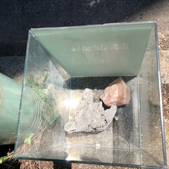ガラス水槽‼️石二つ付き❣️無料❣️の画像