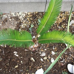 ソテツ（観葉植物）③の画像