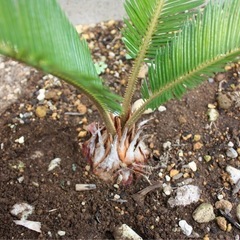ソテツ（観葉植物）③の画像
