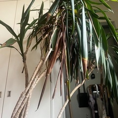 観葉植物 ドラセナ  マルギナータの画像