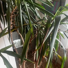 観葉植物 ドラセナ  マルギナータの画像