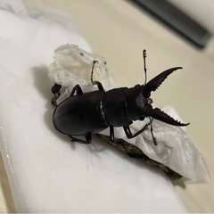 クワガタ3匹の画像