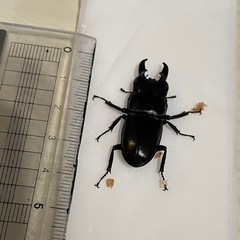 クワガタ3匹の画像