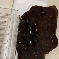 クワガタ3匹の画像